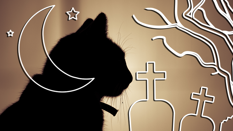Lectura recomendada: <em>La tumba del gato</em>