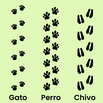 Pregunta