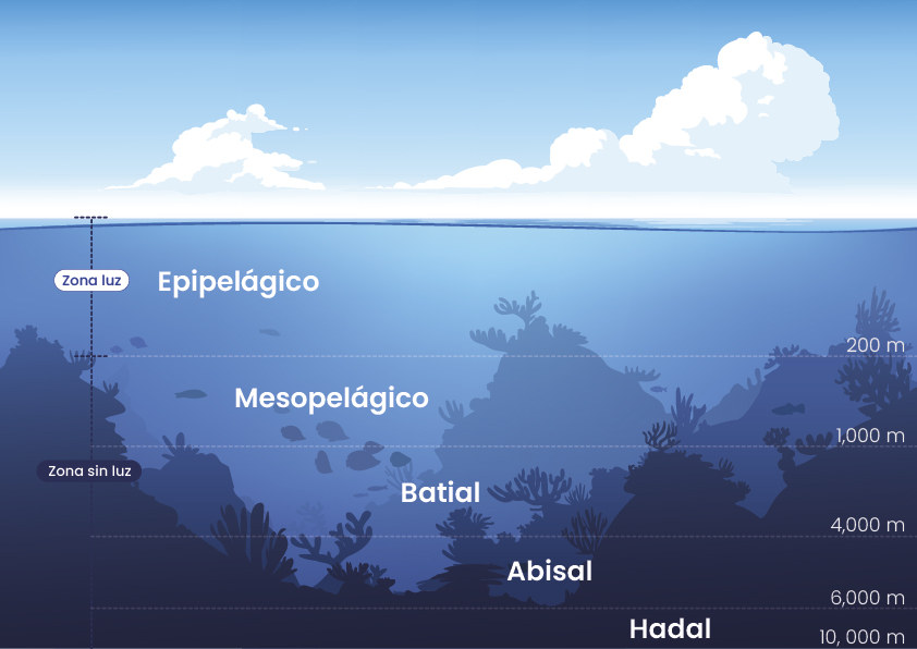 Pregunta